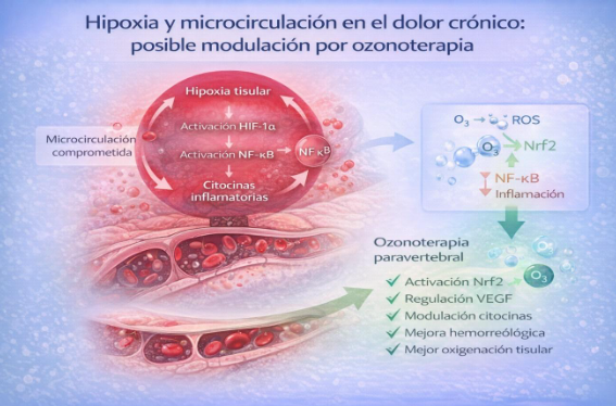 Figura: Hipoxia y microcirculación en el dolor crónico: posible modulación por ozonoterapia. El dolor crónico de espalda puede asociarse a alteraciones de la microcirculación local. La contractura muscular persistente, la inflamación y la compresión mecánica pueden disminuir el flujo capilar, generando hipoxia tisular relativa. 