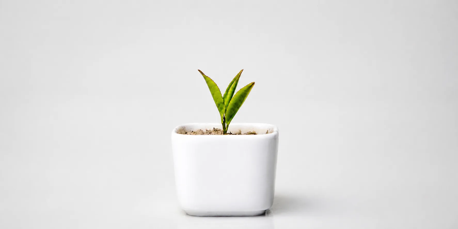 Planta joven como símbolo de prevención y bienestar